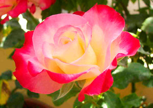 Разновидности чайно-гибридных роз