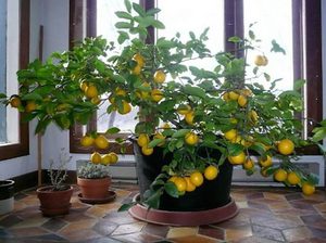 Как из косточки вырастить лимон