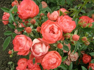 Правильная посадка полиантовой розы
