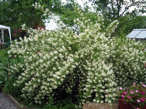 Техника выращивания кустарников садового жасмина