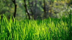 Как правильно выбрать газоную траву 