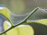 Борьба с паутинным клещом на комнатных растениях и в саду