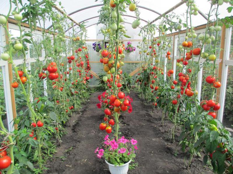 Характеристика и описание видов помидор, выращиваемых в теплице