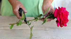 Размножение плетистой розы черенками осенью