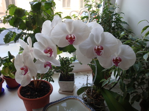 Орхидея фаленопсис посадка и уход