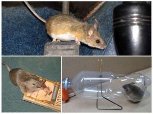Народными средствами избавиться от мышей