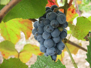 Как выращивать и ухаживать за амурским виноградом правильно: посадка, уход, прорыв