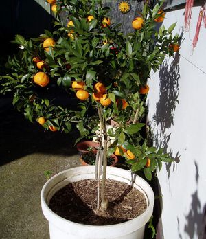 Как посадить мандарины в домашних условиях