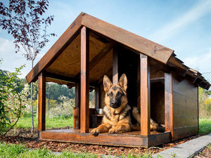 Строительство будки для собак