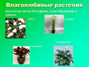 Влаголюбивые растения