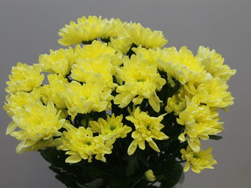 Цветы хризантемы Балтика