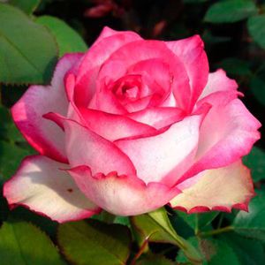 Лучшие сорта чайно-гибридных роз
