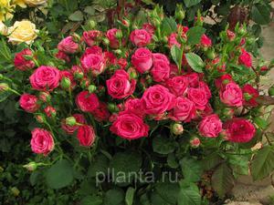 Роза спрей мандарин. Самые красивые спрей-розы. Фото и описания сортов