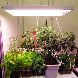 Фотолампа для растений