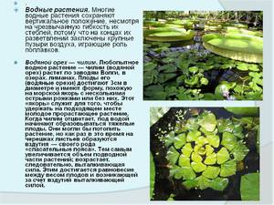 Функции водных растений