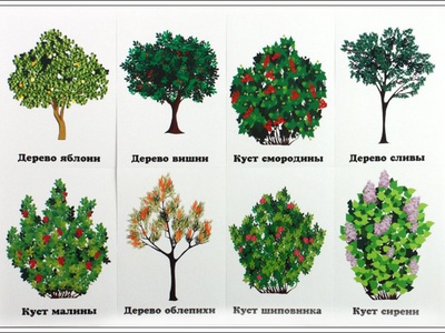 Плодовые деревья и кустарники с фото и названиями, описанием