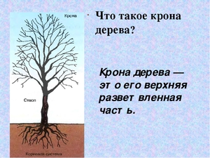Как растет дерево стволы и кроны