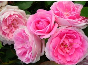 Розовая парковая роза