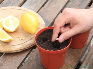  лимон выращивание дома