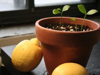 лимон выращивание в домашних условиях из косточки