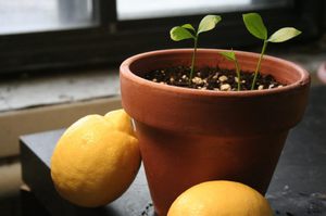  лимон выращивание в домашних условиях из косточки