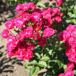 Как высадить полиантовые розы