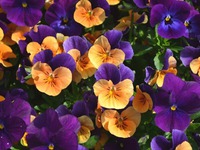 Цветы виола