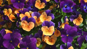 cvety viola