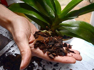 Пересадка орхидеи в другой горшок в домашних условиях пошаговый рецепт с фото