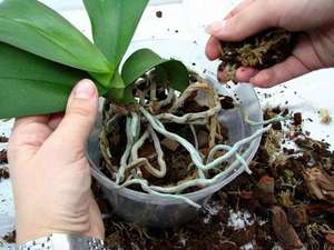 Корневая система орхидеи