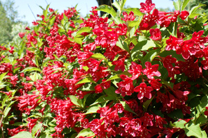 Вейгела красная - фото в период цветения