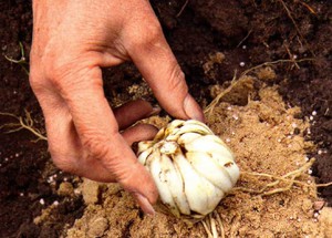 Как правильно посадить луковицы Лилии осенью 