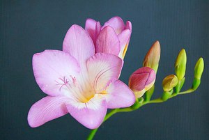 Как вырастить цветок фрезию
