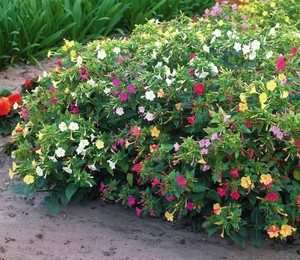 Выбор почвы для цветка мирабилис
