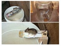 ловушки для мышей