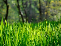Как правильно выбрать газоную траву