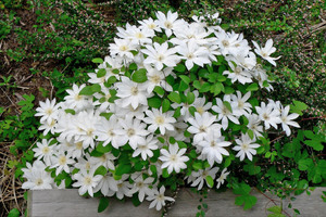 Белые садовые цветы