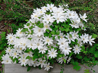 Белые цветы в саду