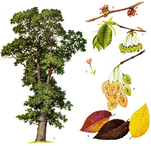 Дерево вяз гладкий: как выглядит на фото, описание листьев, коры, ствола, сфер применения