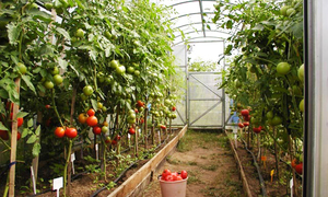 Какие условия нужно создать в теплице для помидоров