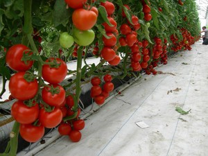 Как вырастить овощи начинающим садоводам