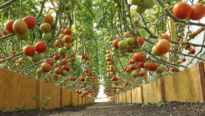 Выращивание томатов в теплице для начинающих