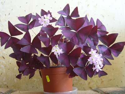Кислица фиолетовая 35 фото уход в домашних условиях и правила размножения треугольного оксалиса Что делать если листья вянут