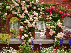 Ландшафтный дизайн розы в саду