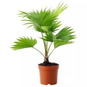 Домашние растения пальмы