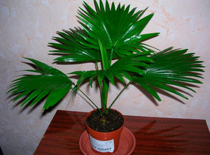 Сложности выращивания комнатной пальмы