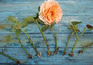 Выращивание роз из черенков