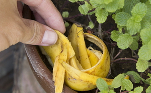Как приготовить подкормку из кожуры банана