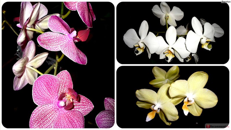 Как ухаживать за орхидеями фаленопсис в домашних условиях