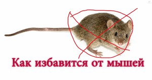 Борьба с мышами в доме